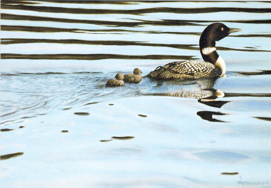 Calm Waters - Yellow Billed Loons