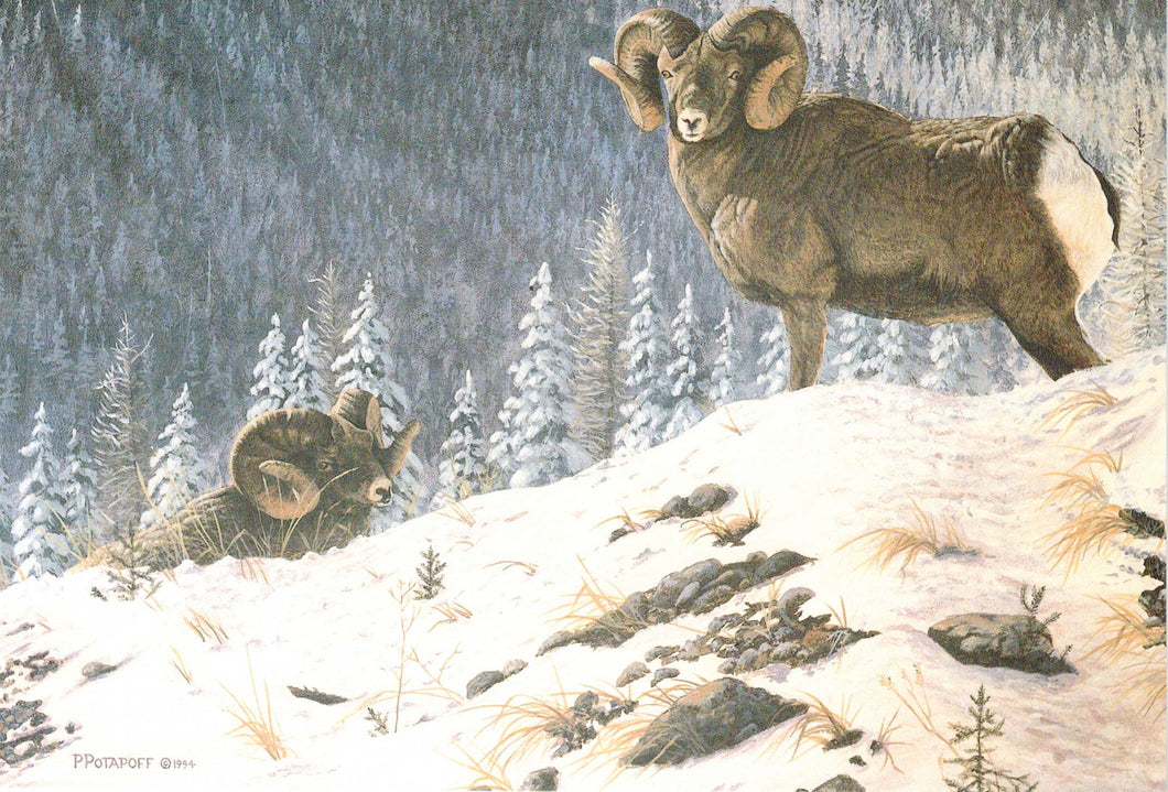 Alpine Grandeur - Big Horn Sheep