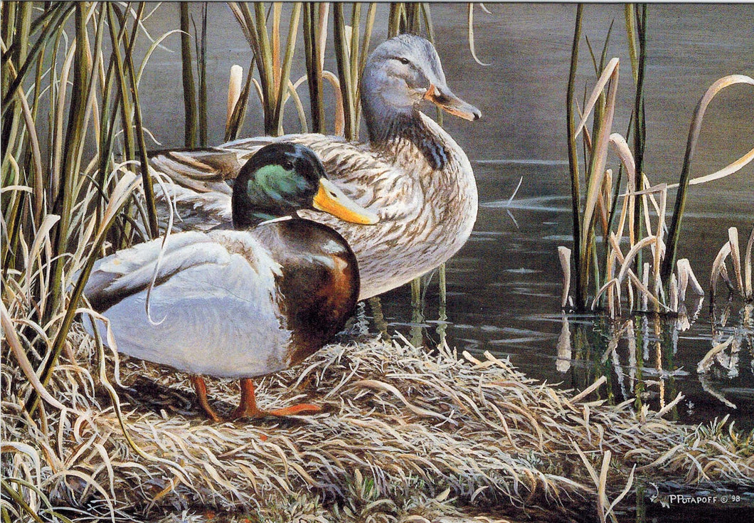 In Their Prime - Mallards