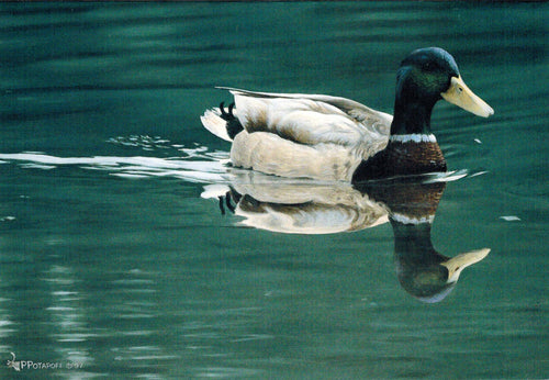 Simple Elegance - Mallard Duck