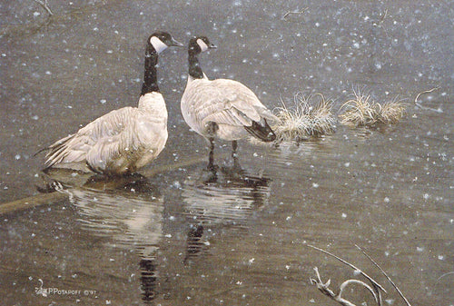 Snowed in - Canada Geese