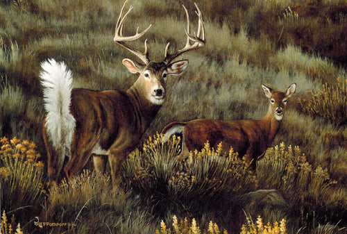 Last Light - White Tailed Deer