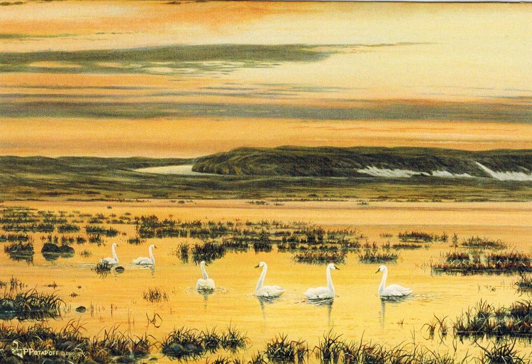 Tundra Aglow - Whistling Swans