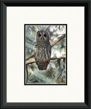 In the Cedars - Barred Owl