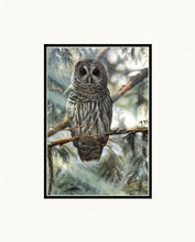 In the Cedars - Barred Owl