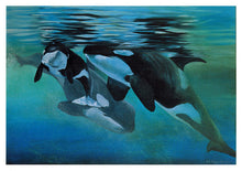 Life Cycle (Orcas)